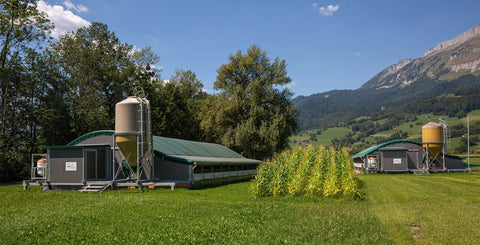Zwei mobile Rundbogenställe mit Futtersilos auf einer grünen Wiese, dazwischen hohe Maispflanzen, dahinter Wald und Berge unter blauem Himmel.